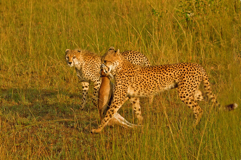  - Large Cats