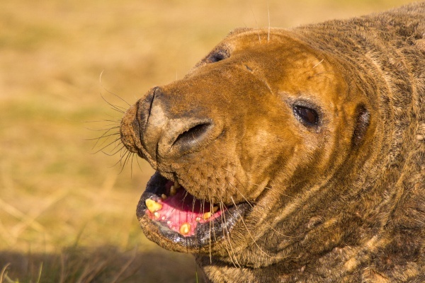  - Seals at Donna Nook