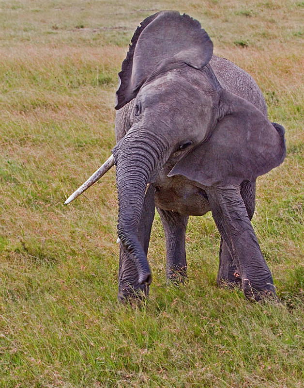 Young Ele - Wildlife