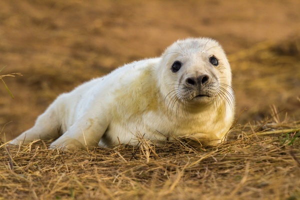  - Seals at Donna Nook