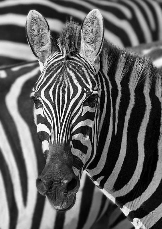 Zebra Portrait - Wildlife