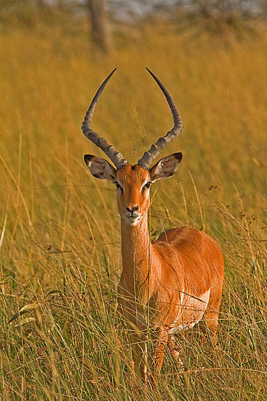 Impala - Wildlife