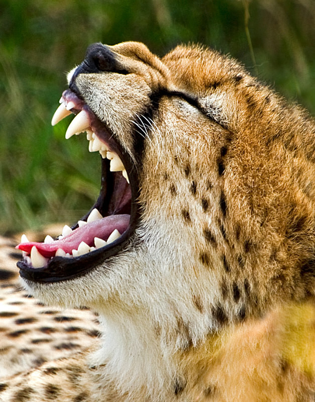  - Large Cats