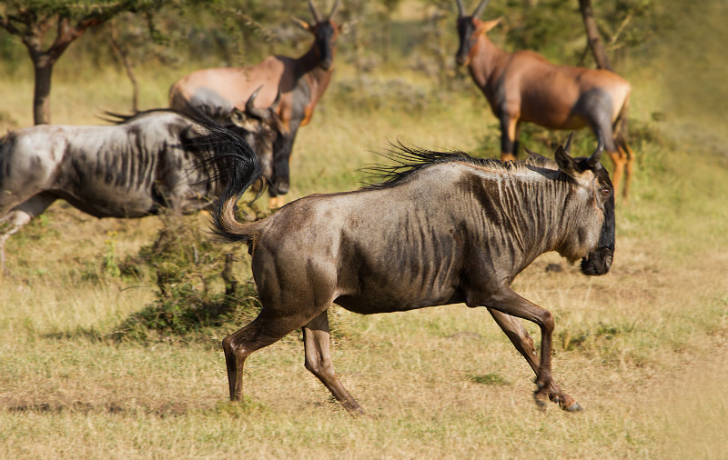On The Run - Wildlife