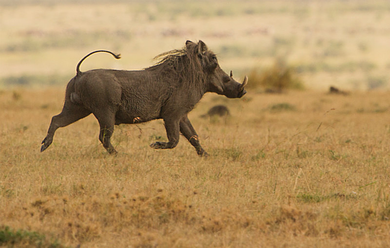 I'm Off - Wildlife