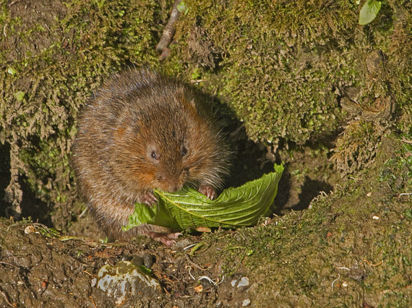 Water vole - Wildlife
