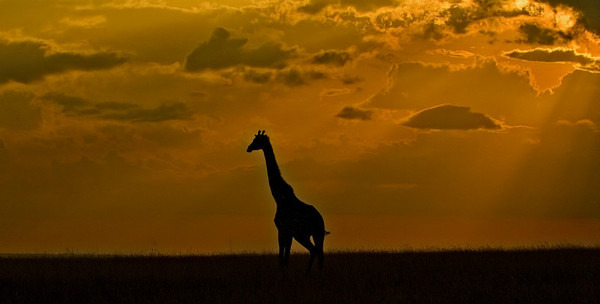 Giraffe Silhouette - Wildlife