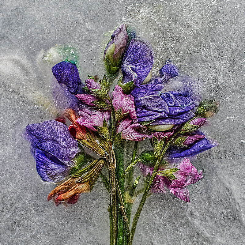 Frozen Summer Blooms - My Favourite Photographs