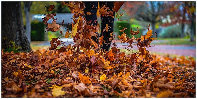 Autumn Leaves - My Favourite Photographs