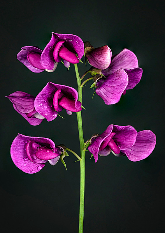  - The Eclectic Gallery