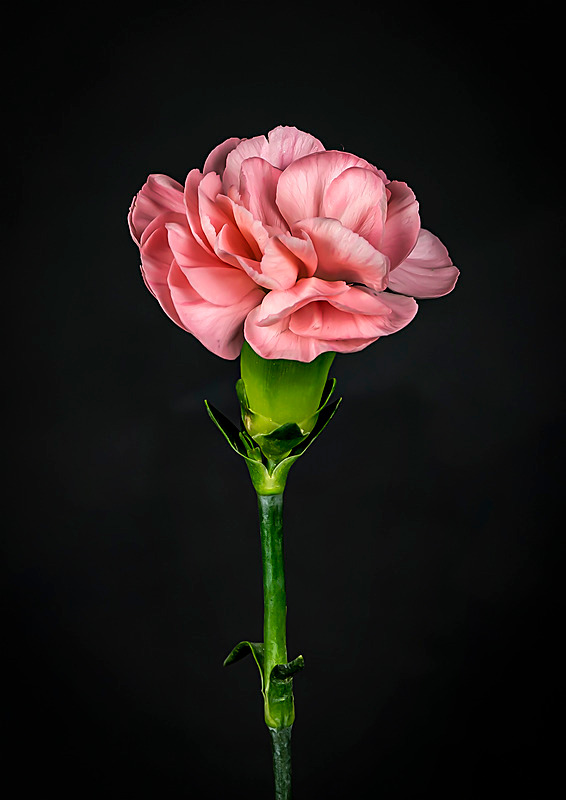 I'll be wearing a pink carnation ........ - My Favourite Photographs
