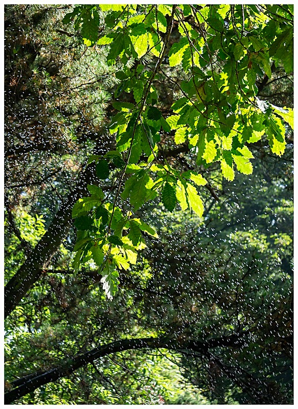 Summer Rain Drops - My Favourite Photographs