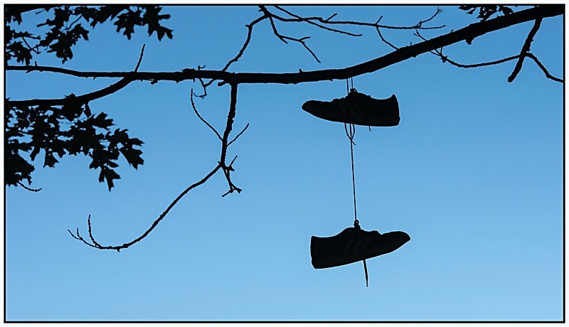 Shoe Tree Morpeth - My Favourite Photographs