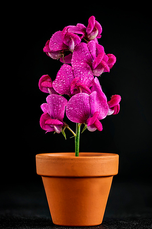  - The Eclectic Gallery