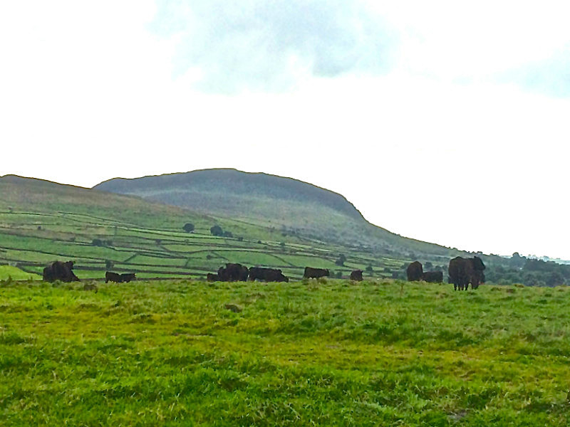 Galloway's At Home - On Top Of The Mountain - Miscellaneous