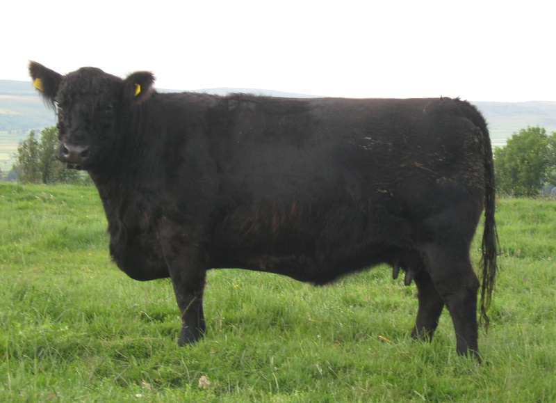 Kate M6 of Upper Buckna (F42351) - Kate M6 of Upper Buckna