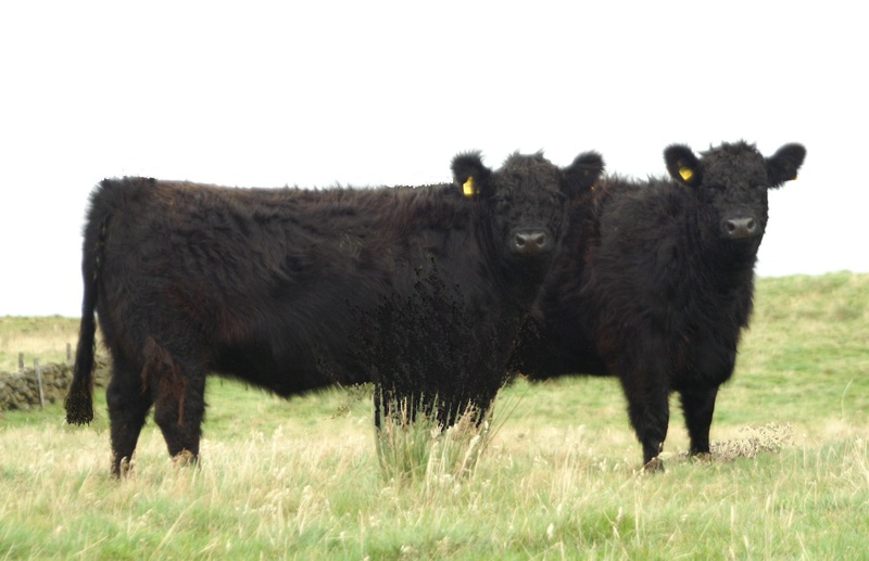 Kate 25 and Lana S6 - Kate S25 of Upper Buckna