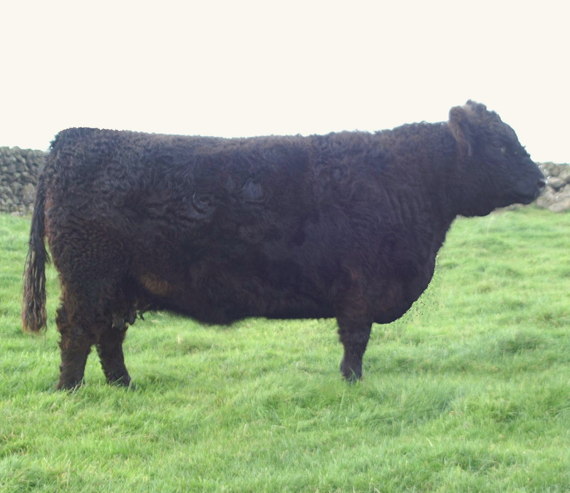 Kate H6 of Upper Buckna (39572) - Kate H6 of Upper Buckna