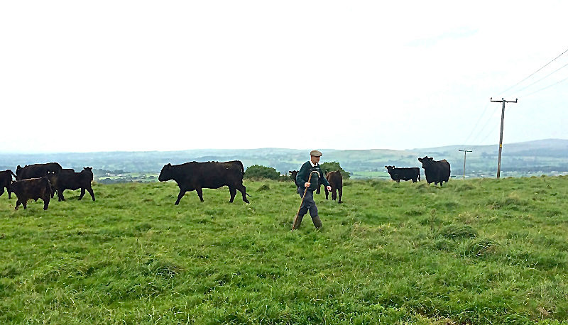 A Man And His Cattle - Miscellaneous