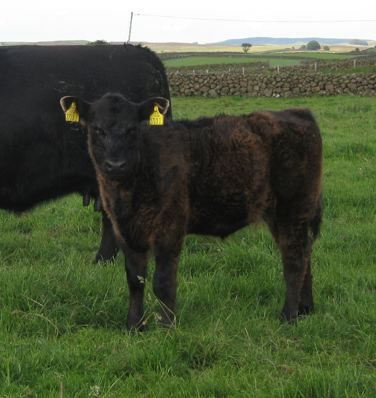 Kate U3 As A Calf - Kate U3 of Upper Buckna