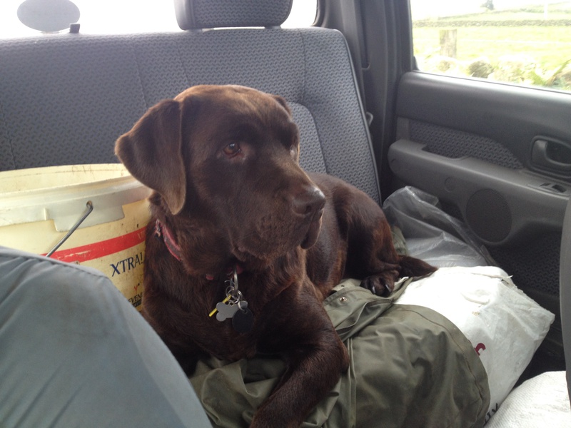 A Dogs Life!! - Miscellaneous