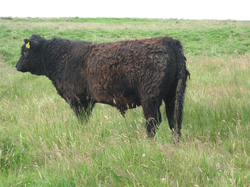 Dakota of Upper Buckna (ET)(M2431) - Dakota of Upper Buckna