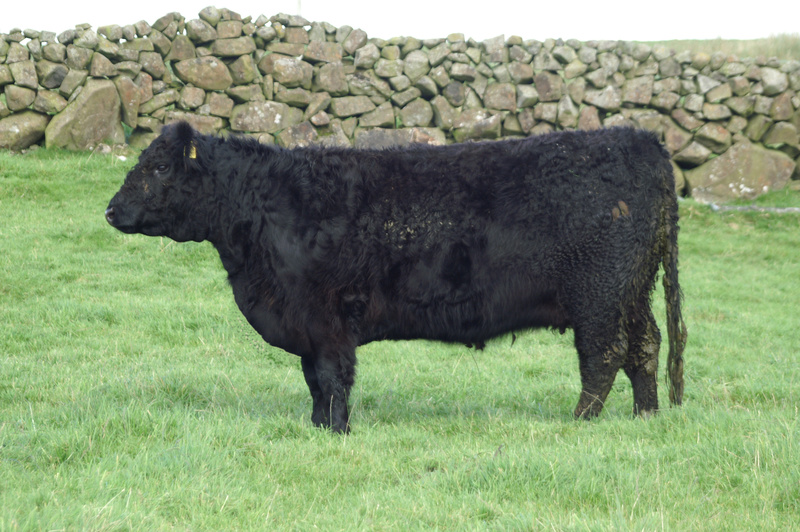 Beauty R10 of Upper Buckna (ET)(F46003) - Beauty R10 of Upper Buckna