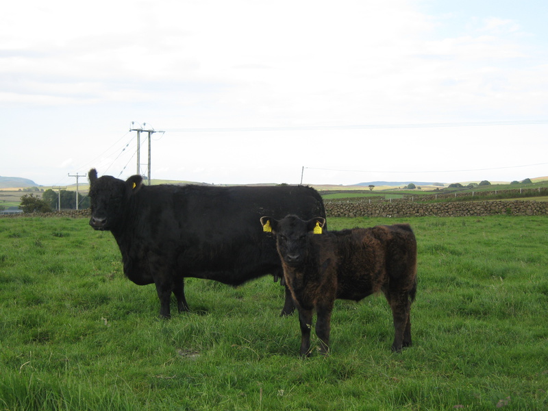 Kate U3 With Her Mother Kate M6 - Kate U3 of Upper Buckna
