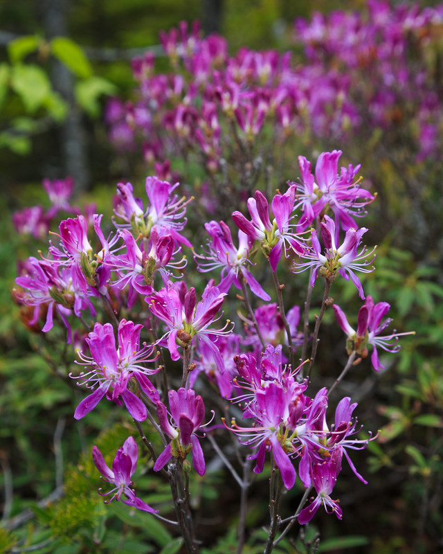 Rhodora