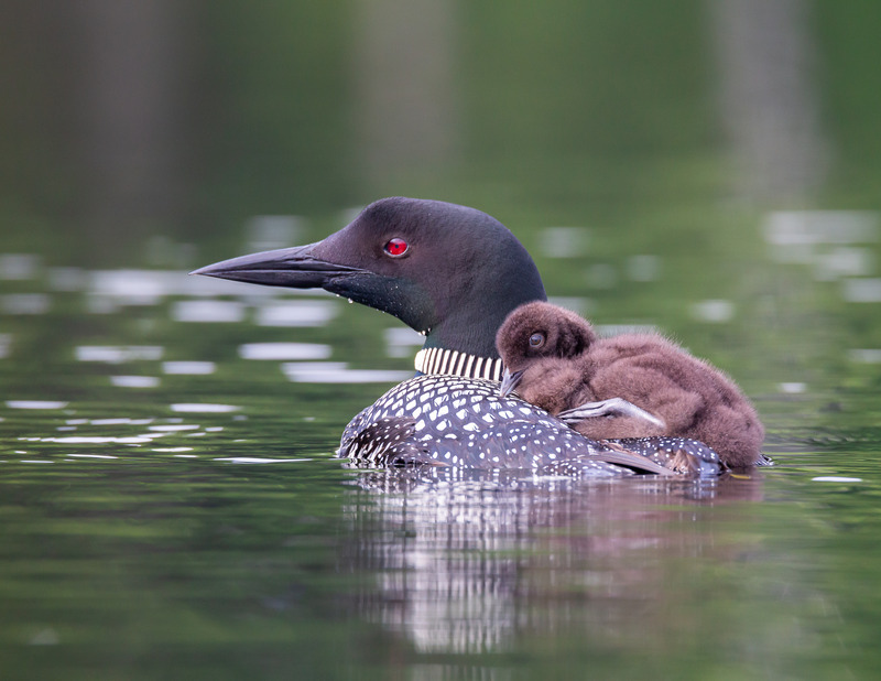 1 The Idea: Loon Chick Riding Parent - A Season with the Loons 2022 Original Project