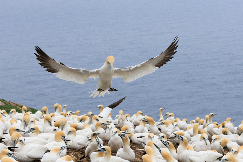 Finding its Mate - Eastern Canada Wildlife and Landscapes
