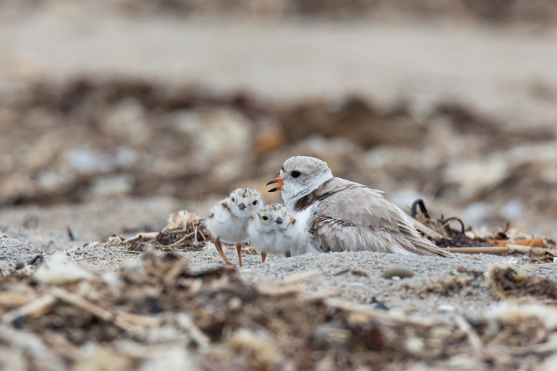 Piping Plover Chicks and parent - New England Coast: Wildlife and Wild Land Amid Hand of Man
