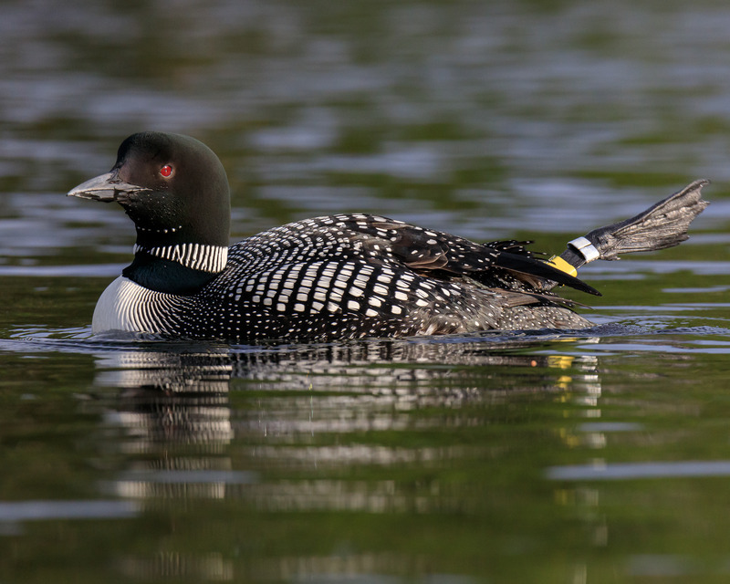 5. Loon Behavior: Loon Foot Waggle