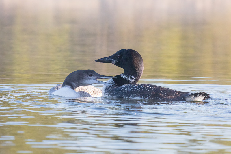4.  Loon Diet and Chick Feeding: - A Season with the Loons 2022 Original Project