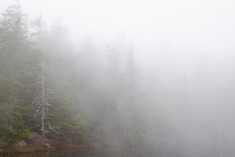 Foggy Forest, Acadia National Park - Acadia National Park, Maine