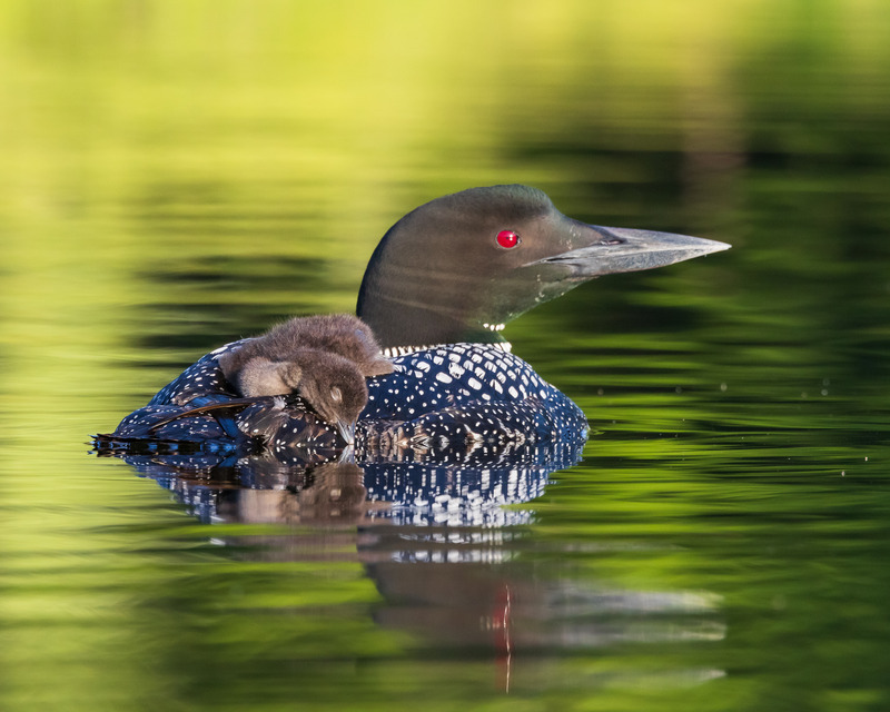Sleepy Chick - 2024 Season with the Loons