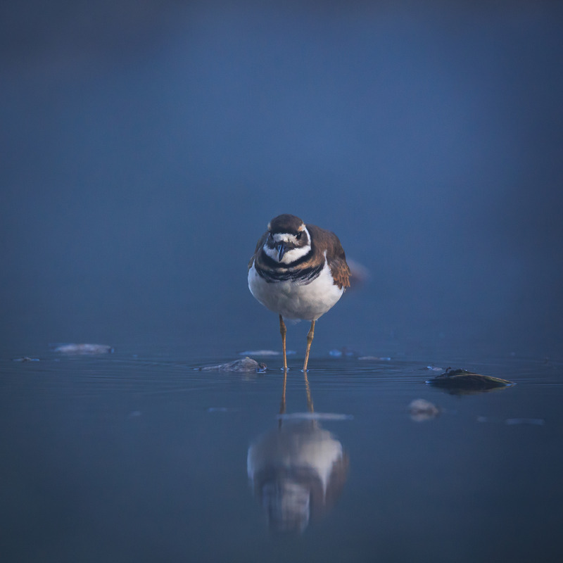 Killdeer in Blue Hour Morning Merrimack River