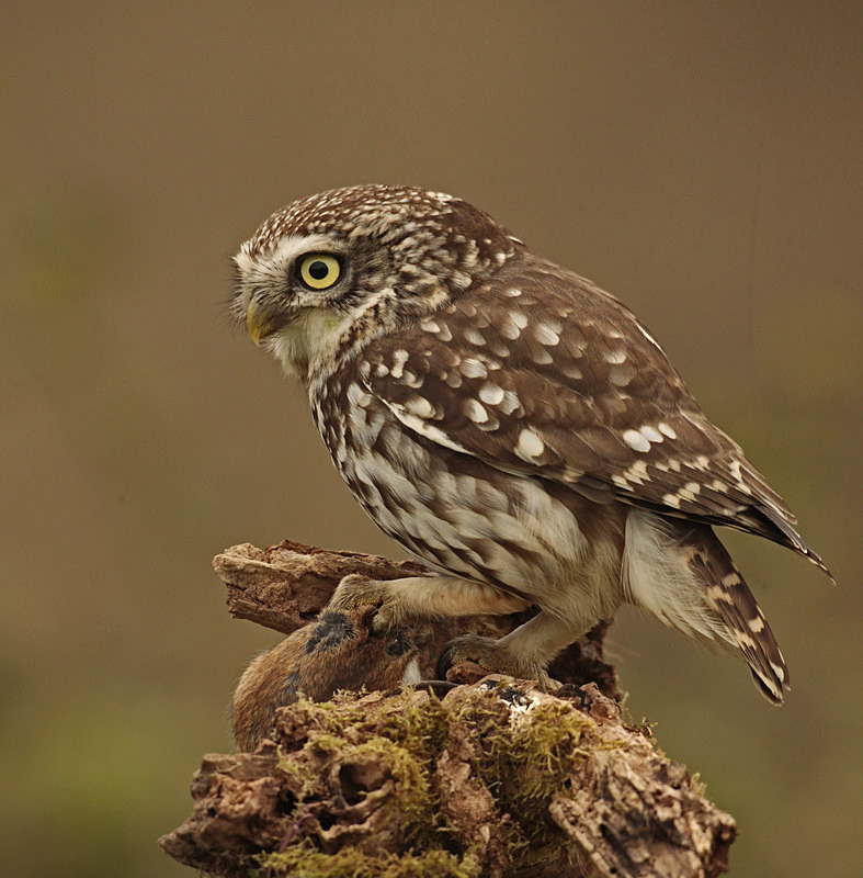  - Little Owls