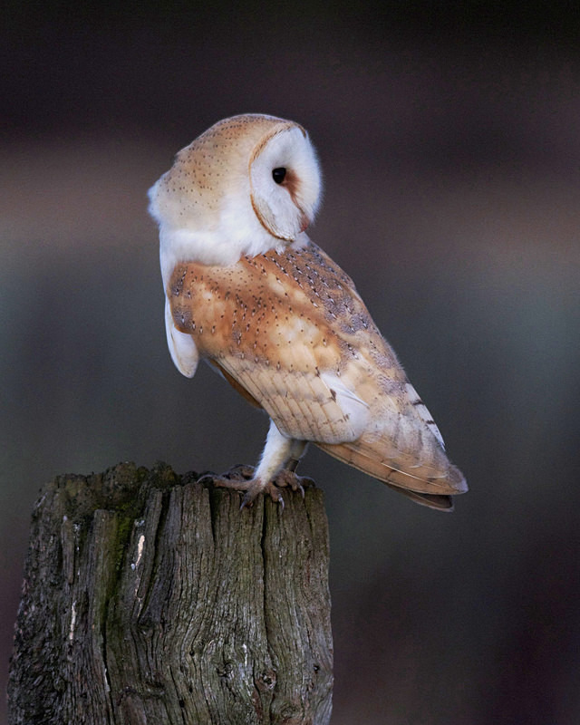 Barn Owl Perched On A Post