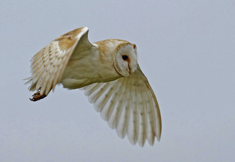 Barn Owl in flight - Barn Owls