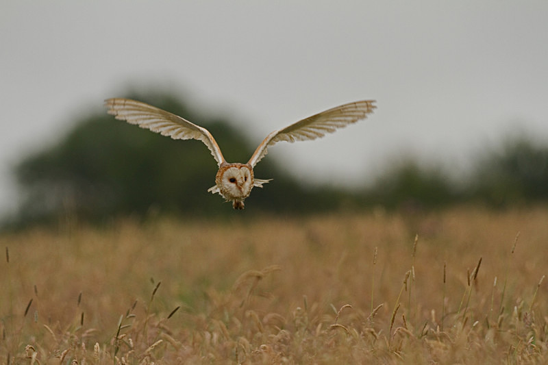  - Barn Owls