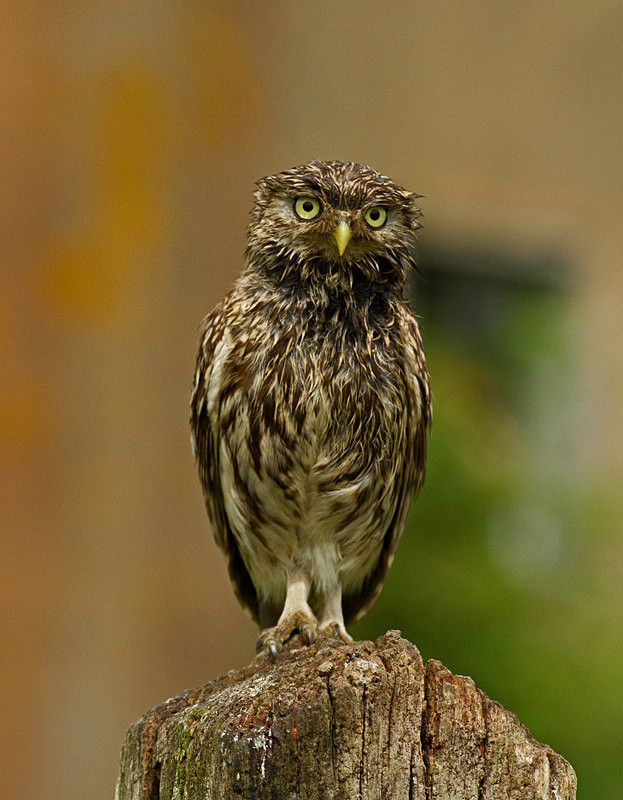 - Little Owls
