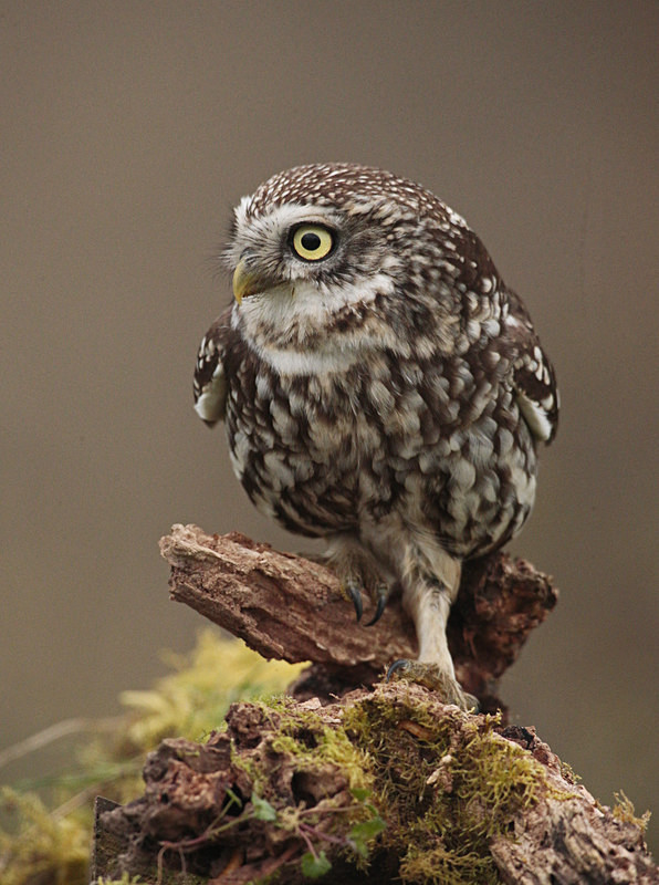  - Little Owls