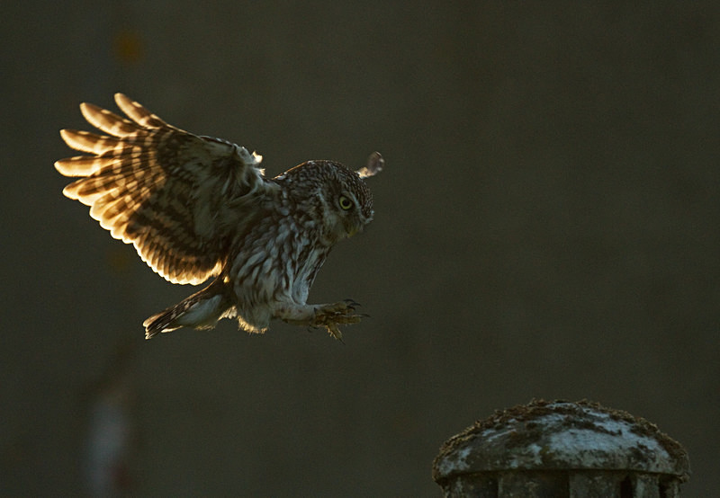  - Little Owls