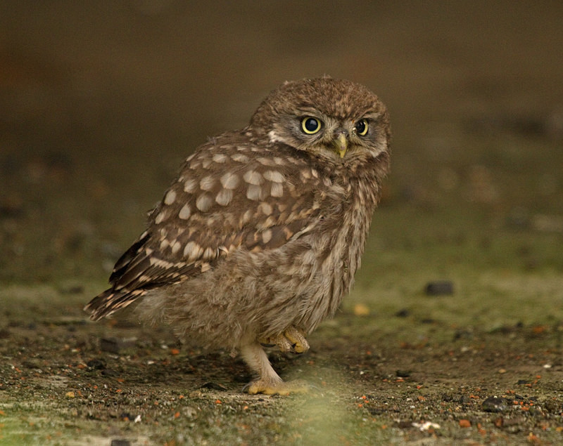  - Little Owls