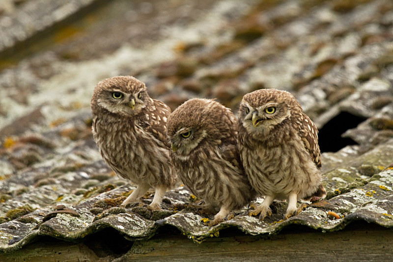  - Little Owls