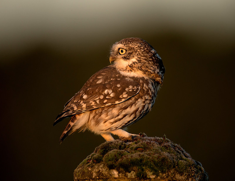  - Little Owls