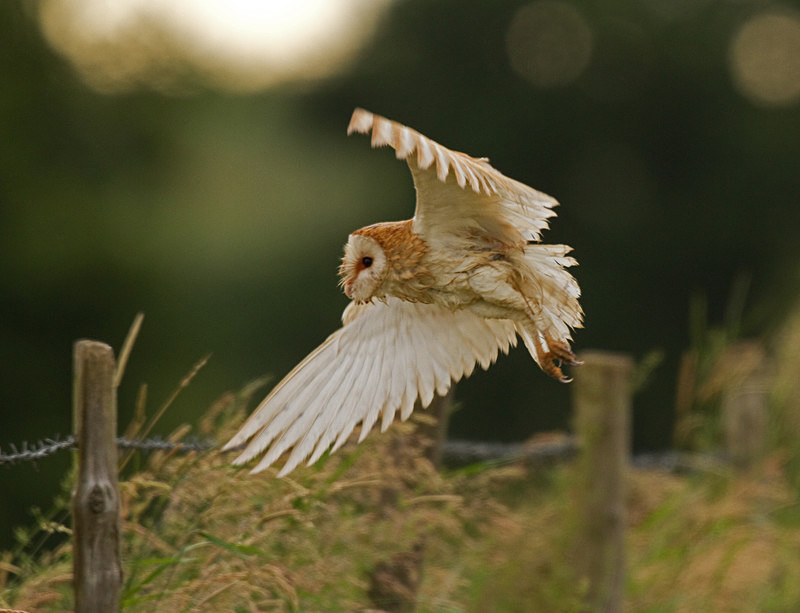  - Barn Owls