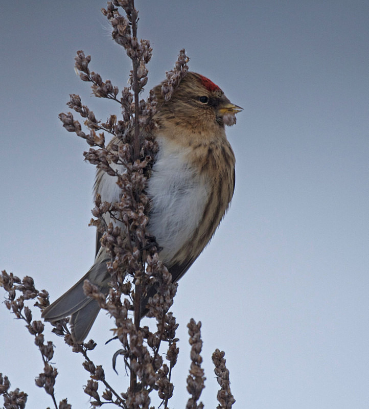 Redpoll - Anything Else!