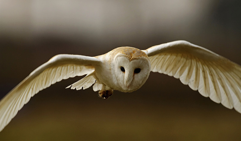 Barn Owl in Flight - Barn Owls